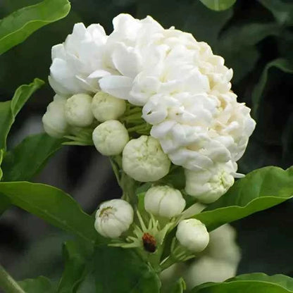 Double Jasmine Seeds
